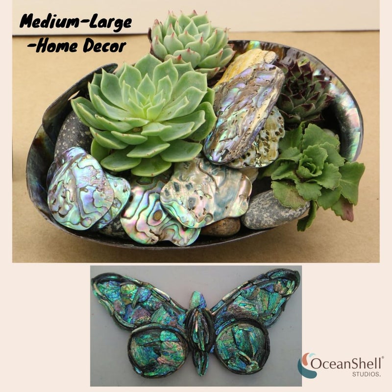 Ocean Shell Studios. Abalone (PÄua) Shell Pieces-7.05oz Pack-for Crafts, Jewelry Making, Resin Art, Inlay, Home Decorations, Fishtank Supplies, DIY Projects - Satin, Medium Medium Size 1"- 1.58" 7.05oz (200grams) - Image 4